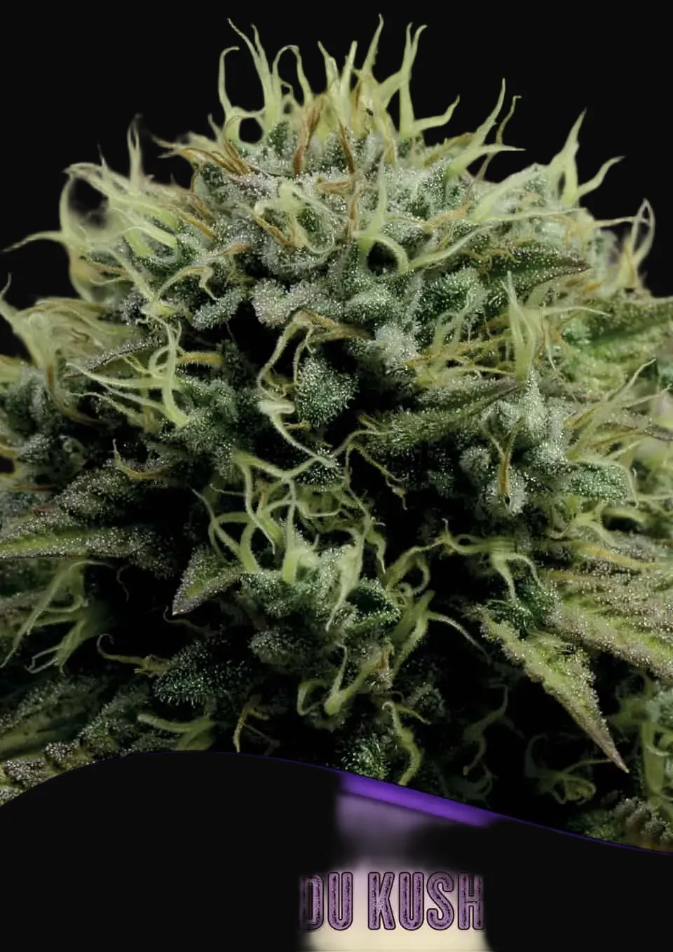 Hindu Kush