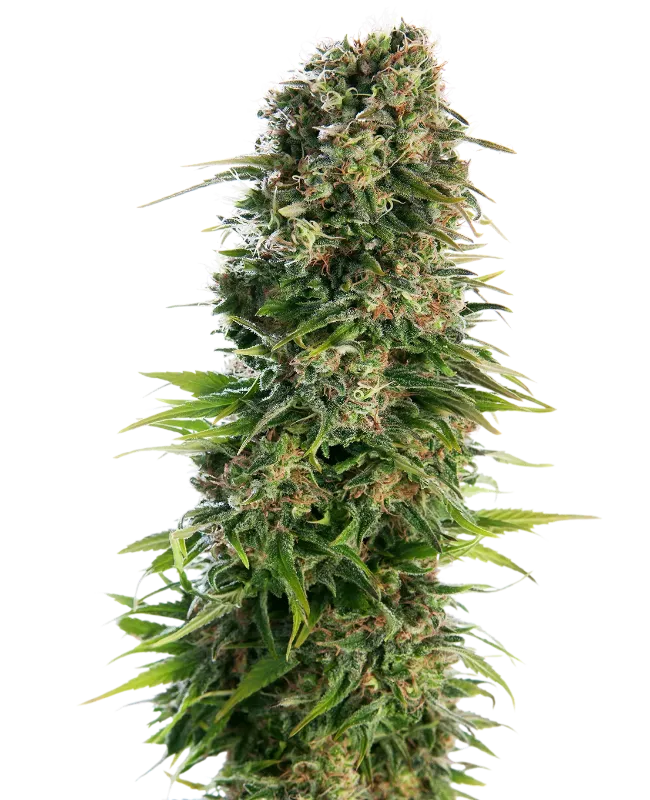 Hindu Kush Auto