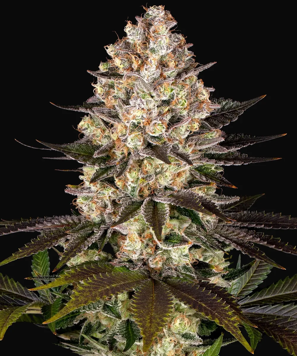 Hindu Kush