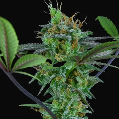 Hindu Kush Regular