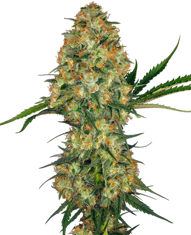 Hindu Kush Regular