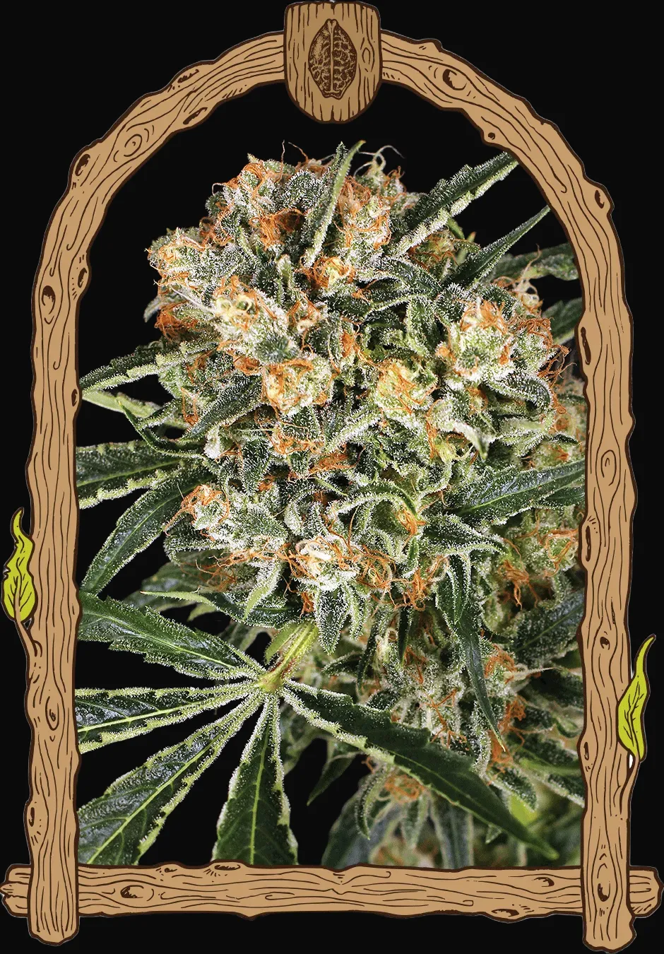 Hippie Therapy CBD