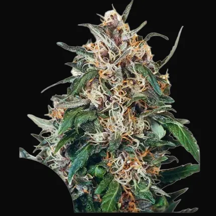 Hollands Hope Regular