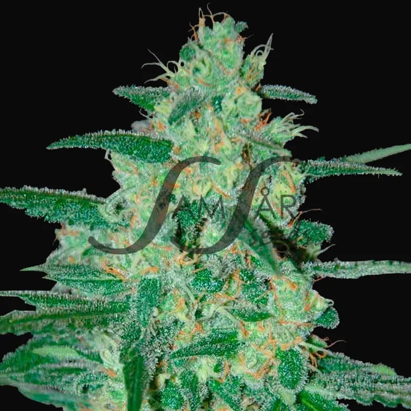 Holy Grail 69