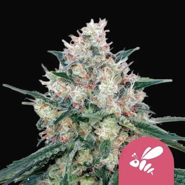 Honey Cream (Fast Flowering)