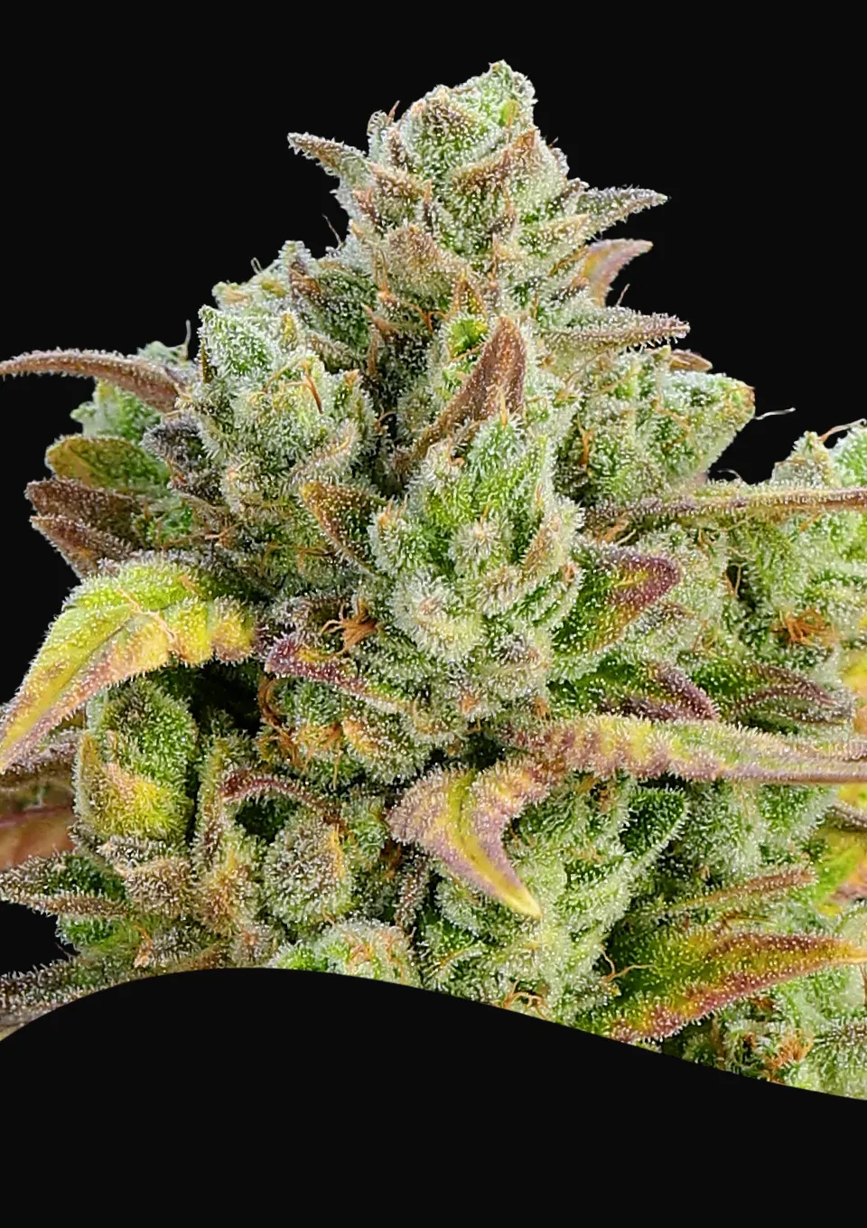 Honey Fried Bananas