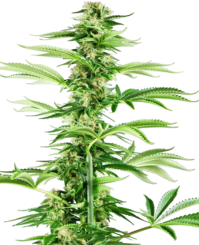 Honey Melon Haze Feminized