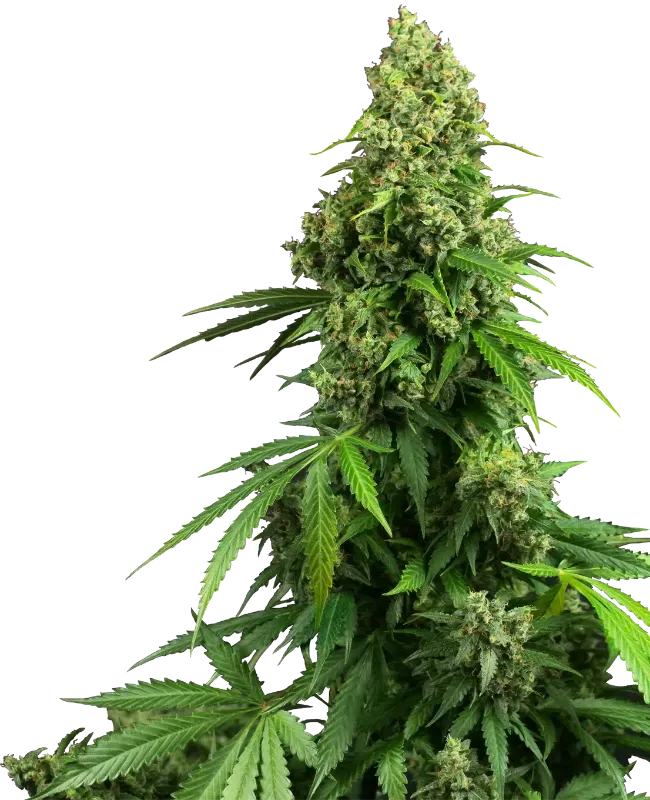Honey Melon Kush Automatic