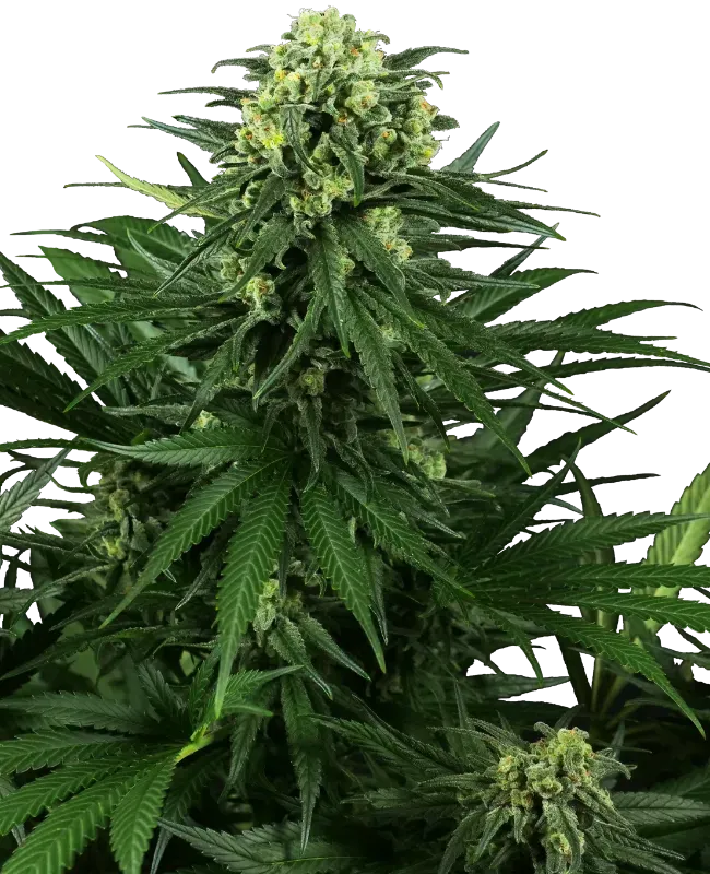 Honey Melon Kush Feminized