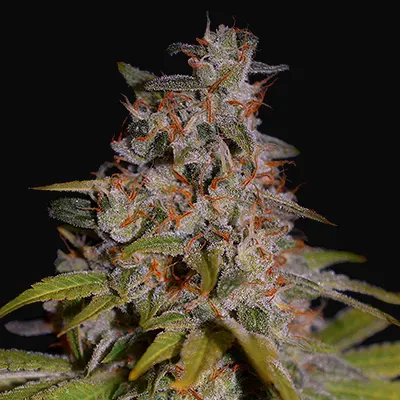 Honey Papaya