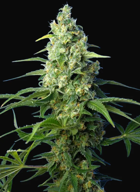 Honey Peach Auto CBD