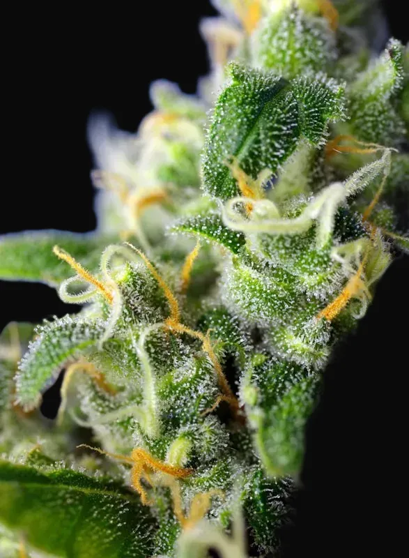 Honey Peach Auto CBD