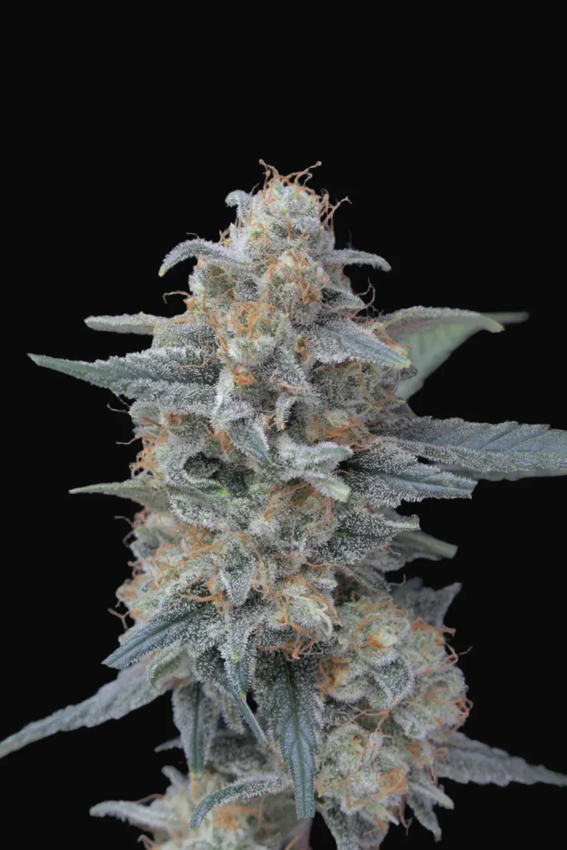 Honeyed Cream Dream