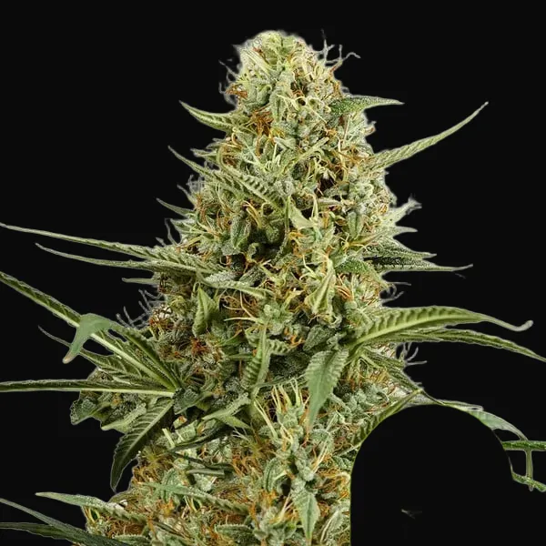 HulkBerry Auto