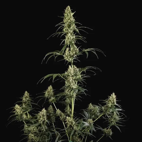 HulkBerry Auto