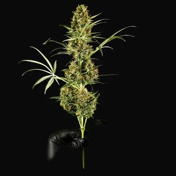 HulkBerry Auto