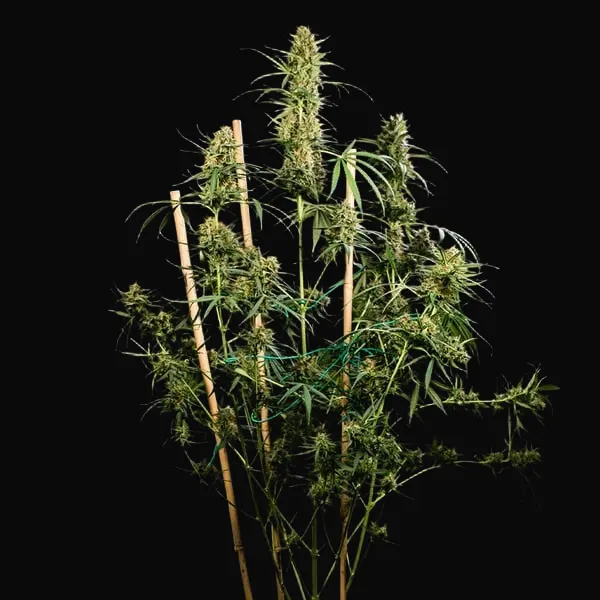 HulkBerry Auto