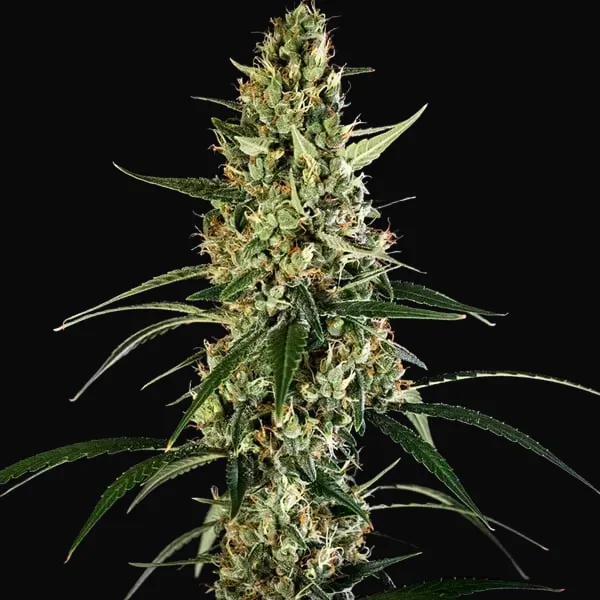 HulkBerry Auto