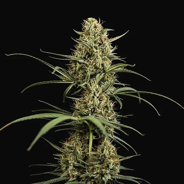 HulkBerry Auto