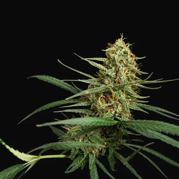 HulkBerry Auto
