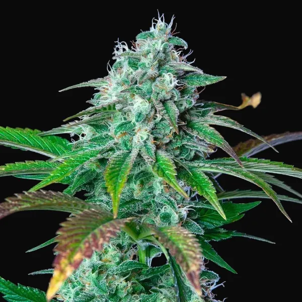 Hulkberry