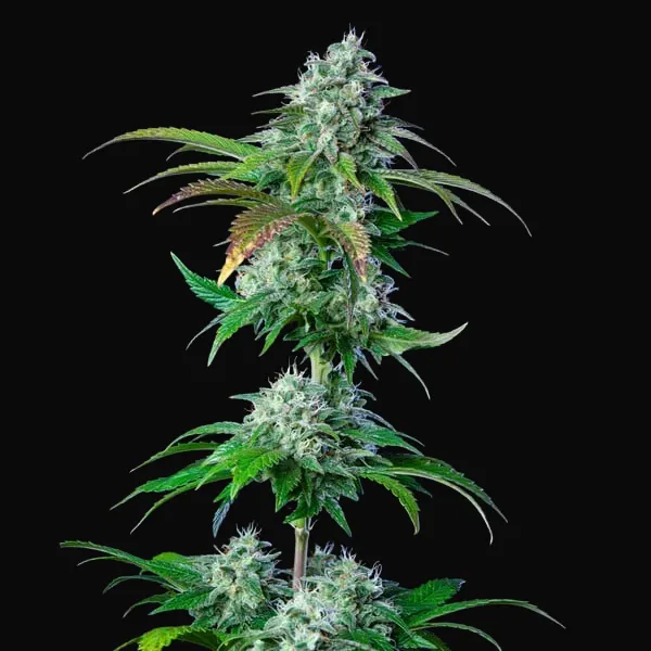 Hulkberry