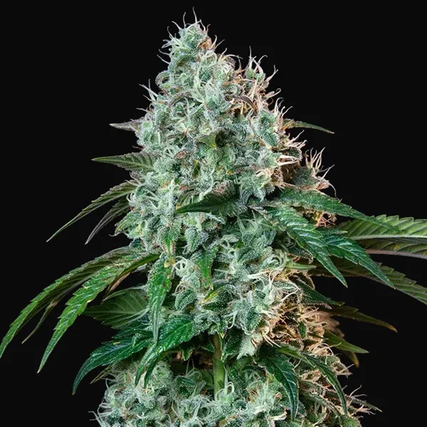 Hulkberry
