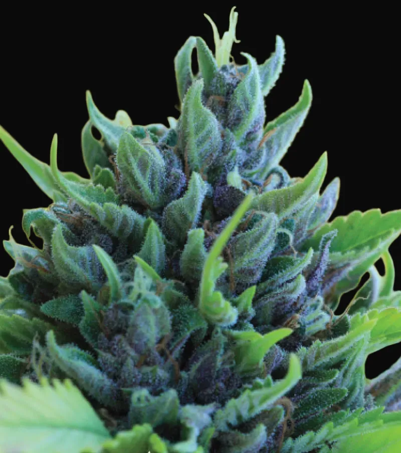 Humboldt Dream Auto