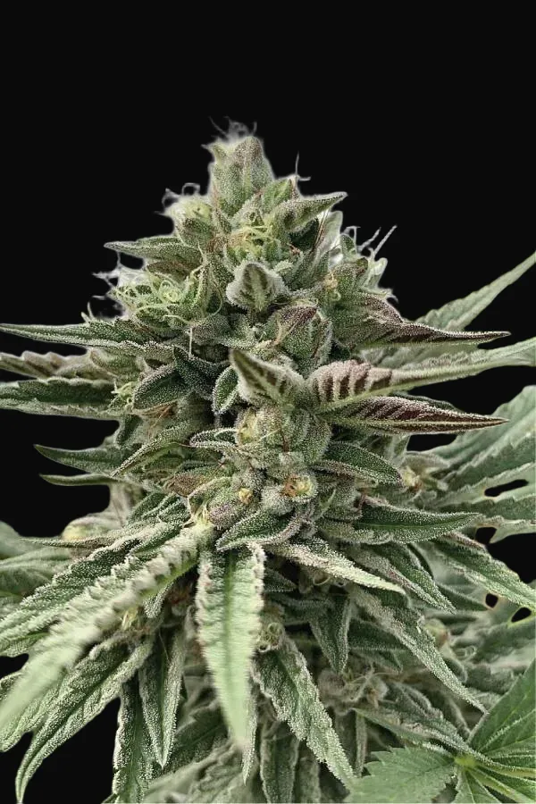 Humboldt Pound Cake