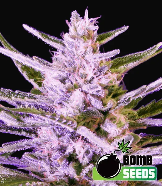 Ice Bomb