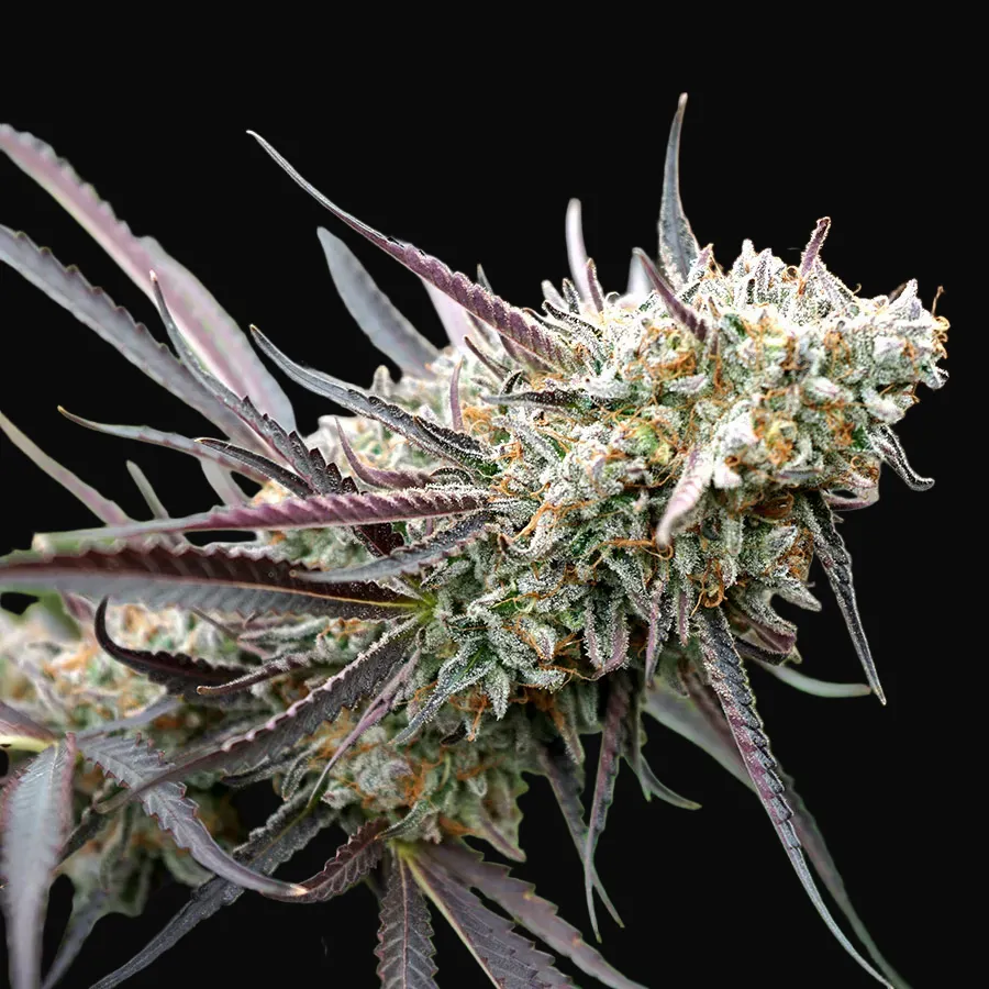Ice Cream Cake Fast Flowering
