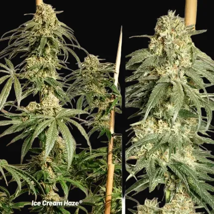 Ice Cream Haze