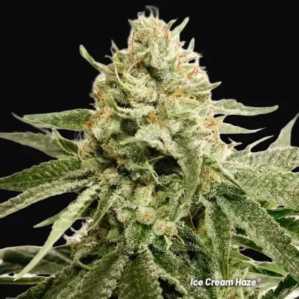 Ice Cream Haze
