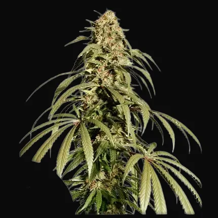 Ice Cream Haze Regular