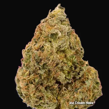 Ice Cream Haze Regular