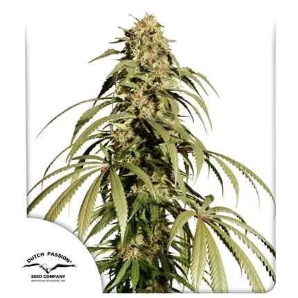 Ice Cream Haze Regular
