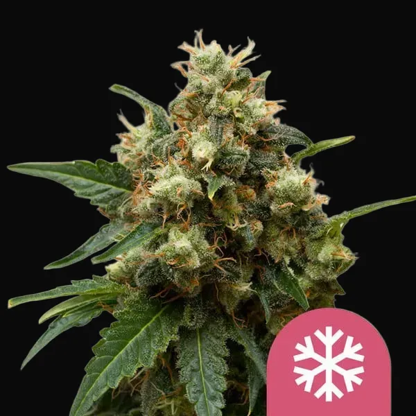 ICE