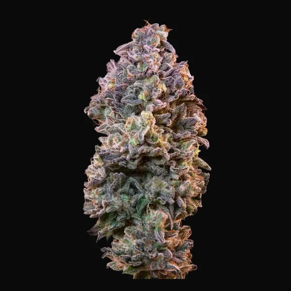 ICE