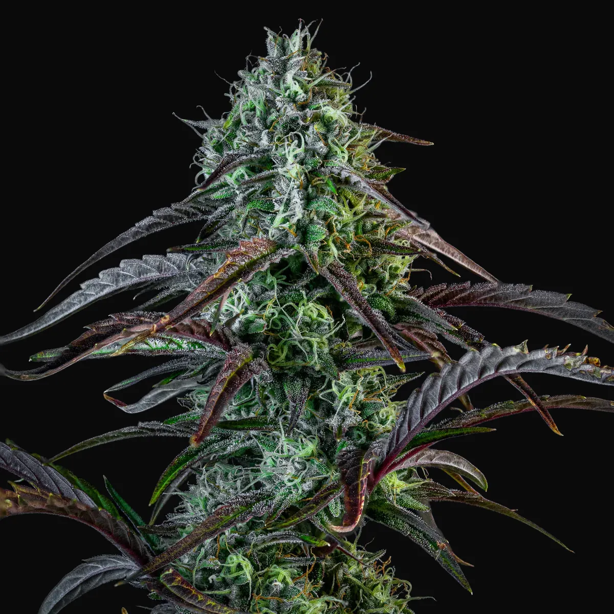 Iced 'n' Baked Auto