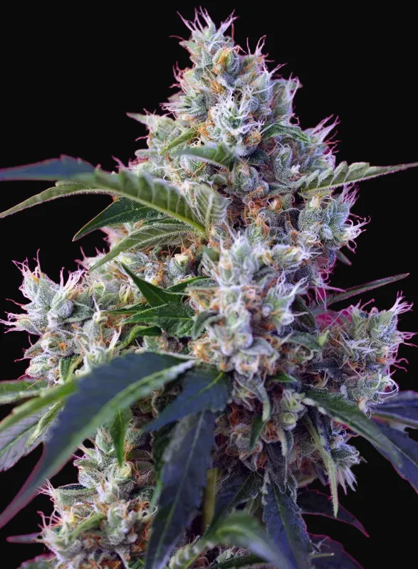 Indigo Berry Kush