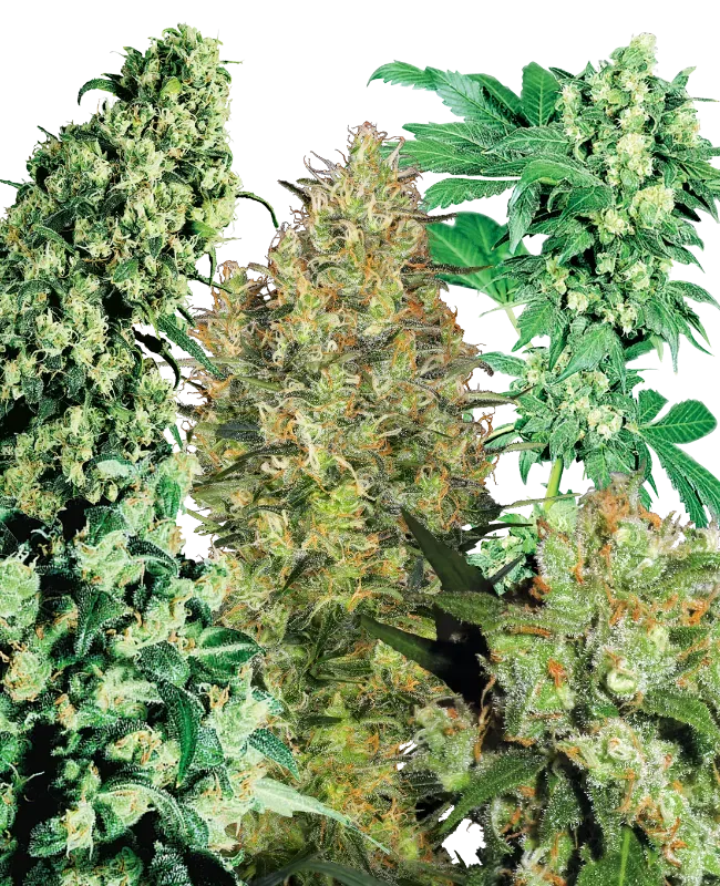 Indoor Mix