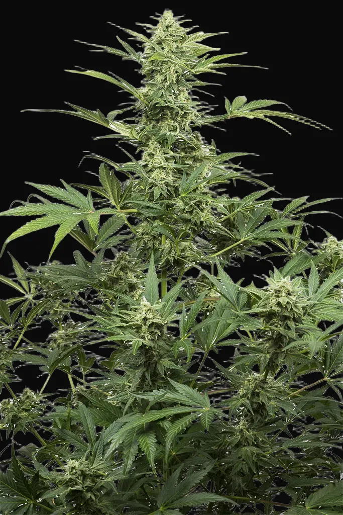 Industrial Plant Autoflowering CBD