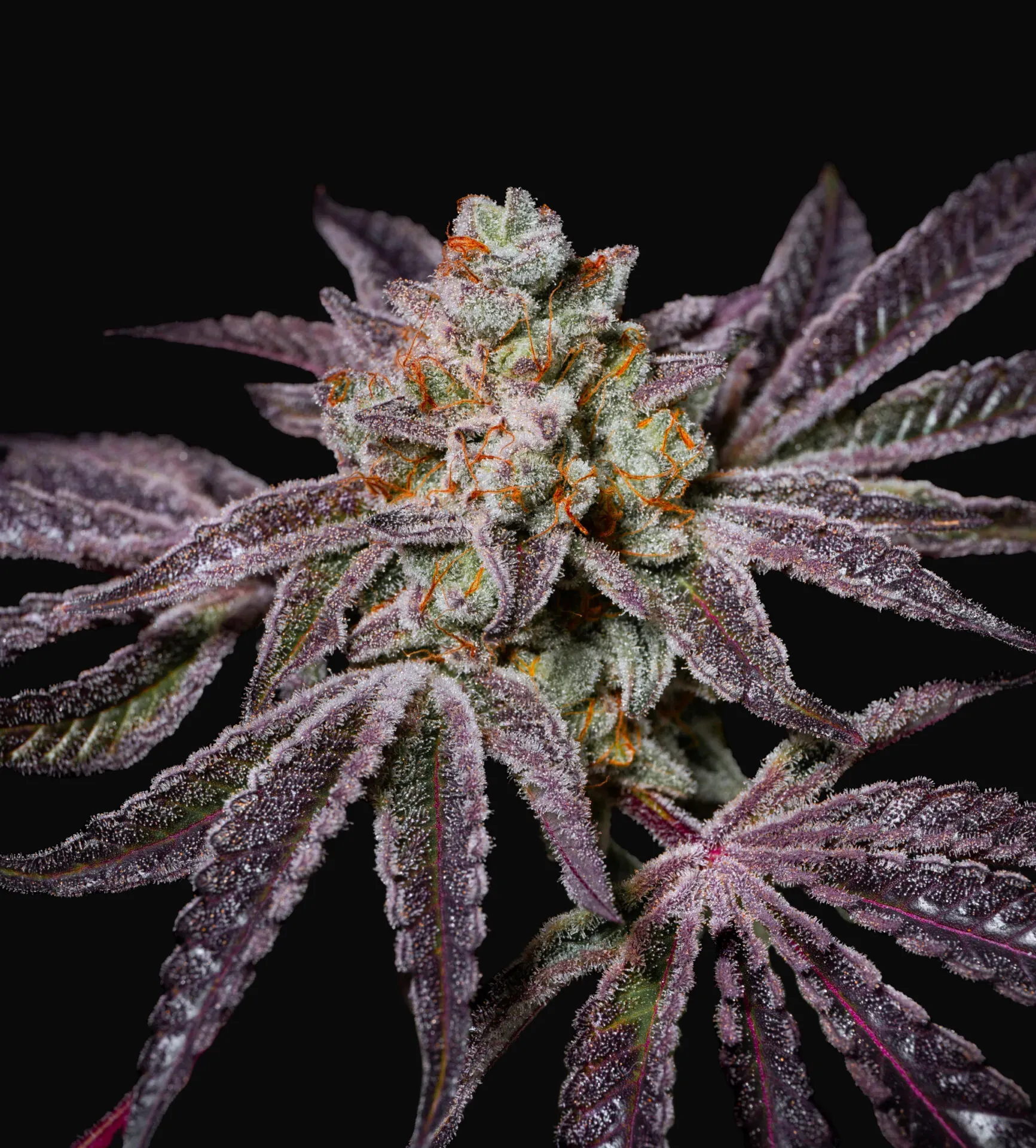 Insanity OG