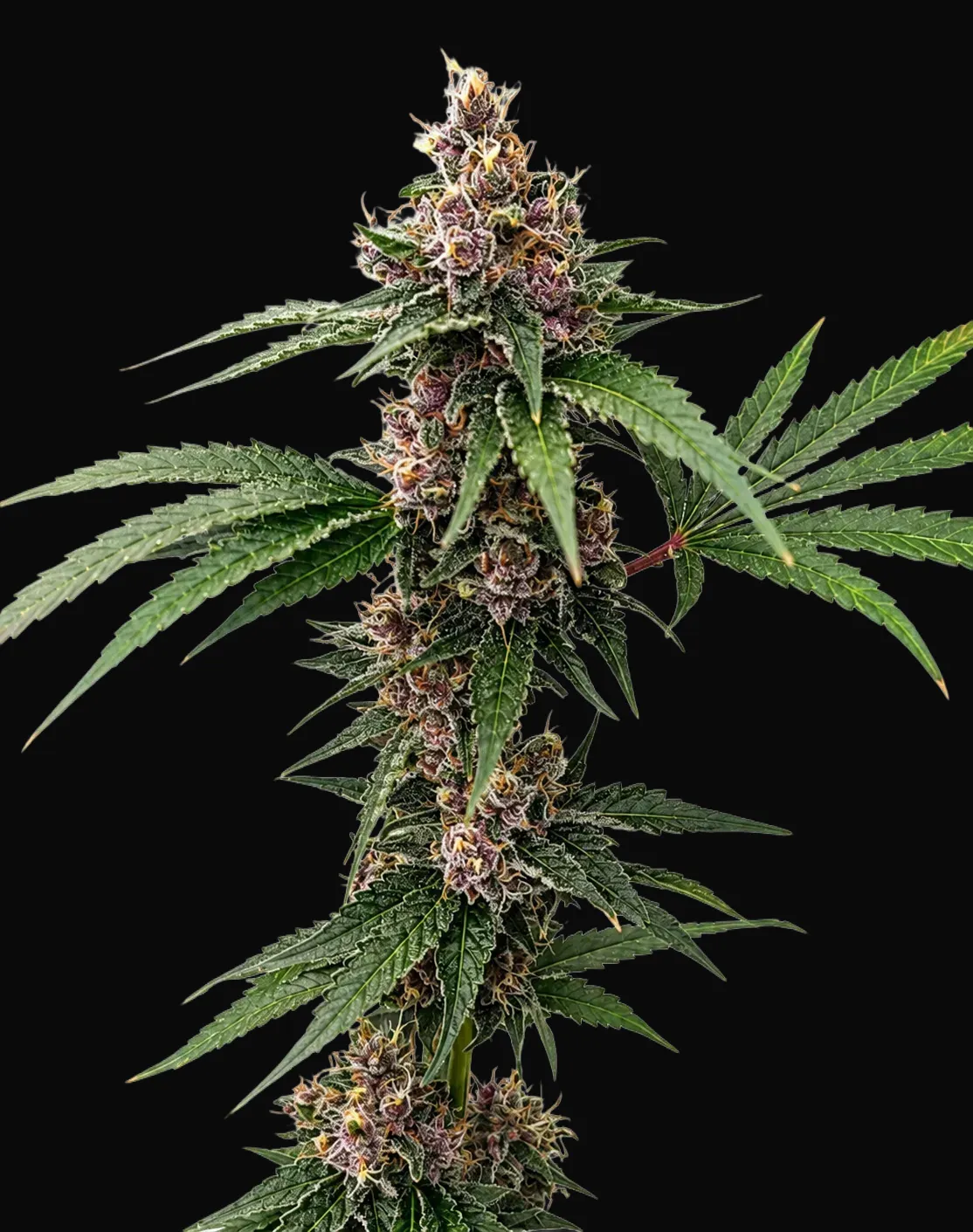 Island Punch Auto