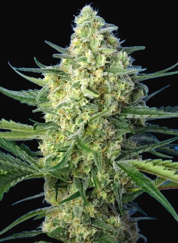 Jack 47 XL Auto