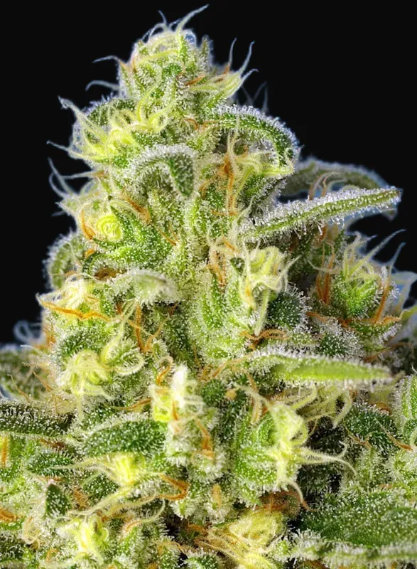 Jack 47 XL Auto