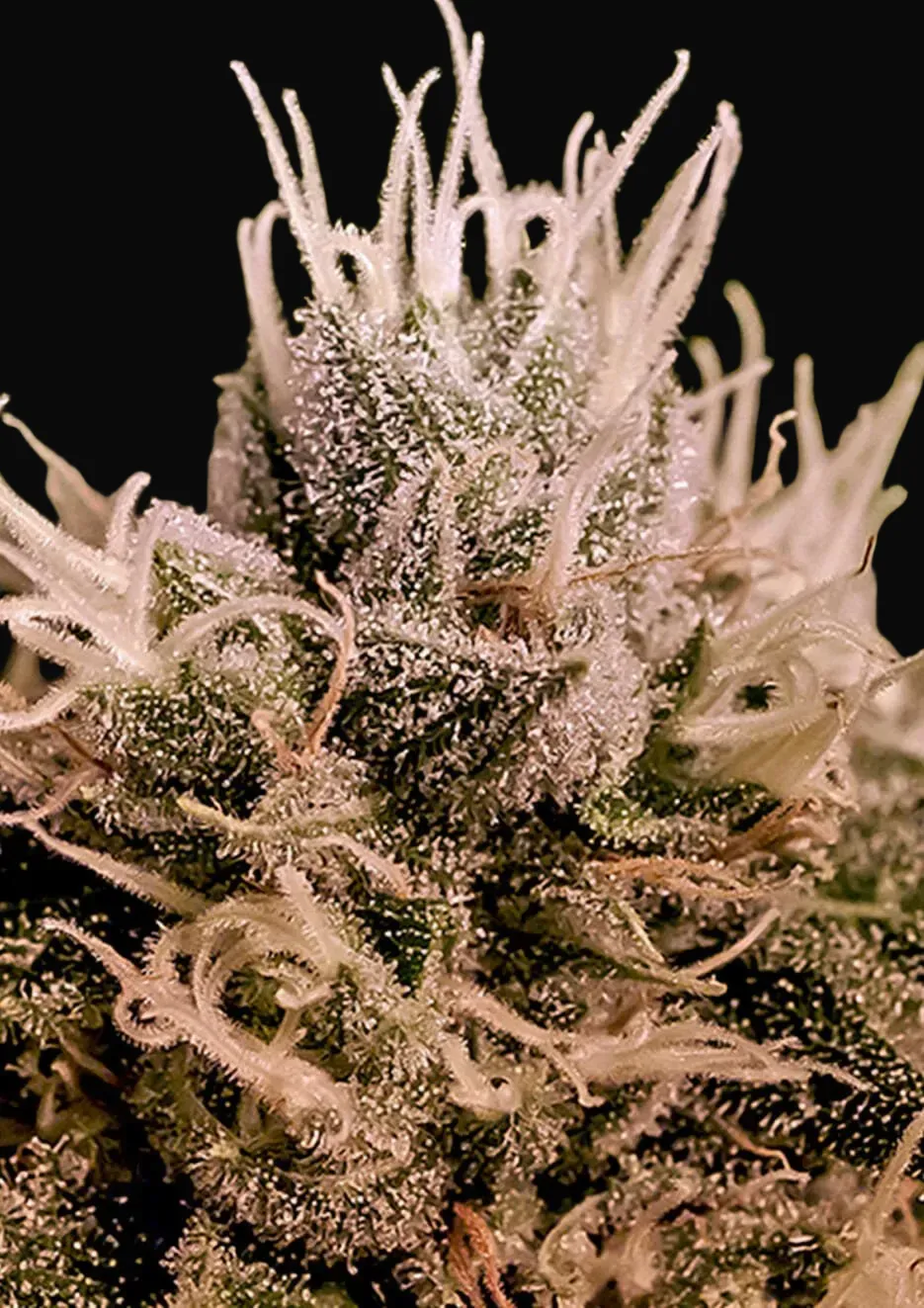 Jack Diesel Auto