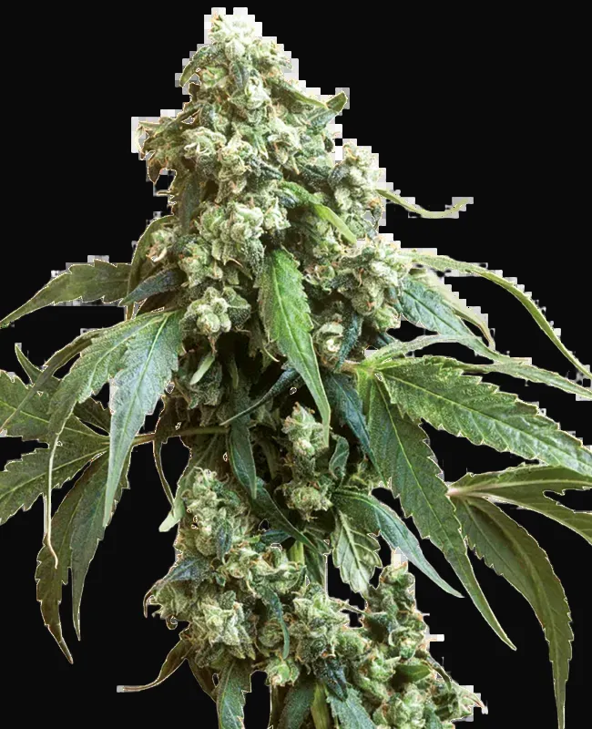 Jack Flash
