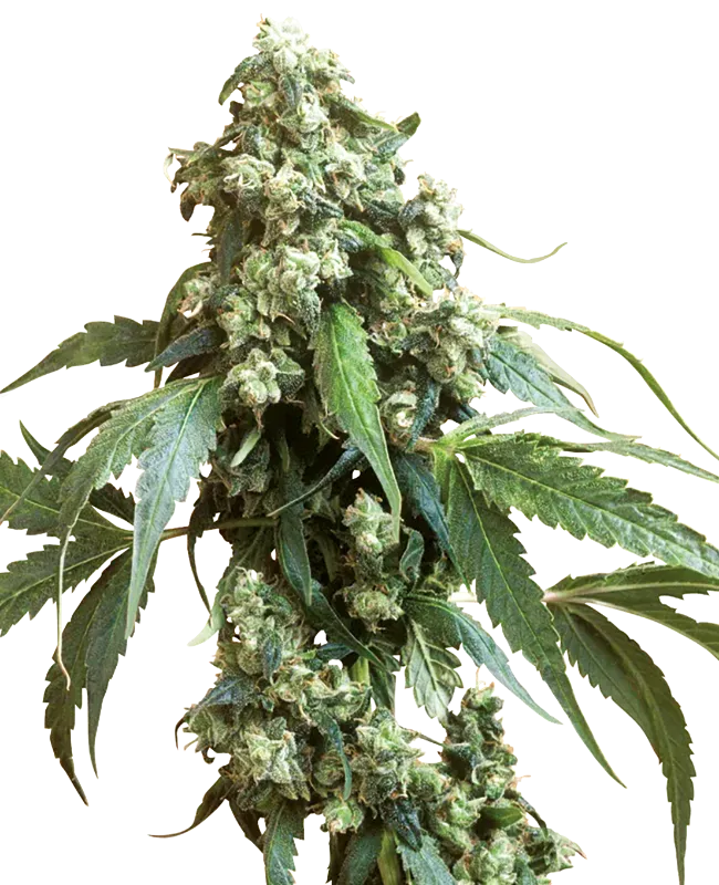 Jack Flash