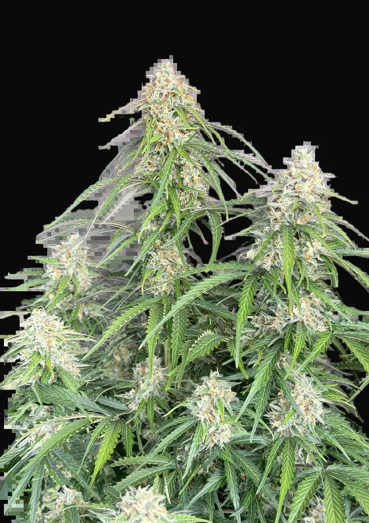 Jack Herer Auto